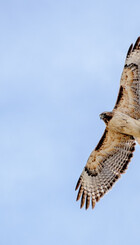 Successful proposal title for locale en